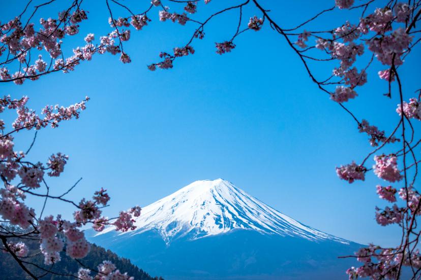 Cherry Blossom - Tokyo, Mt. Fuji