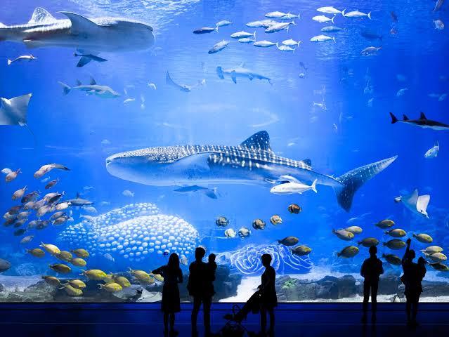 1Day  Chimelong Ocean Kingdom tour