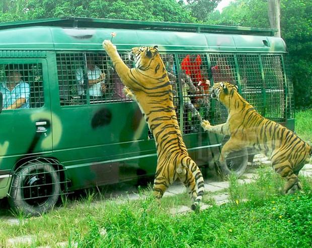 1Day Shenzhen Safari Park