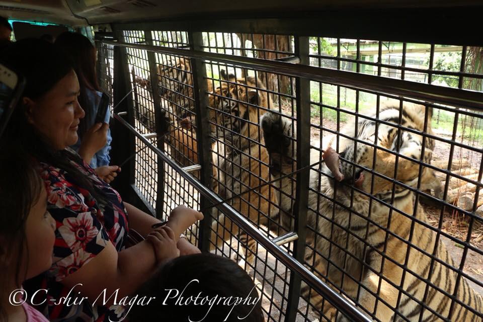 1Day Shenzhen Safari Park